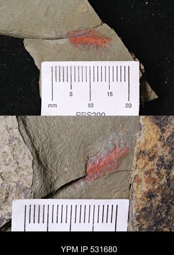 Leanchoilia?