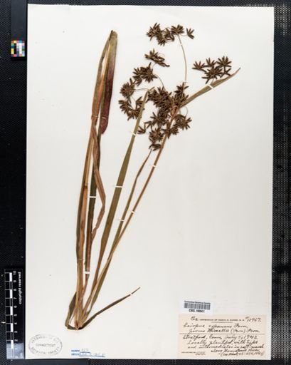 Scirpus expansus