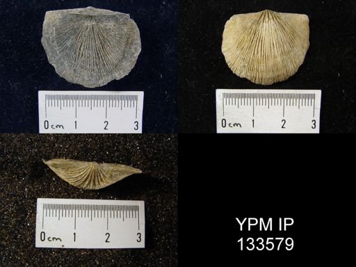 Stropheodonta demissa