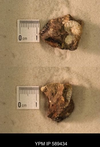 undet. Scaphitidae