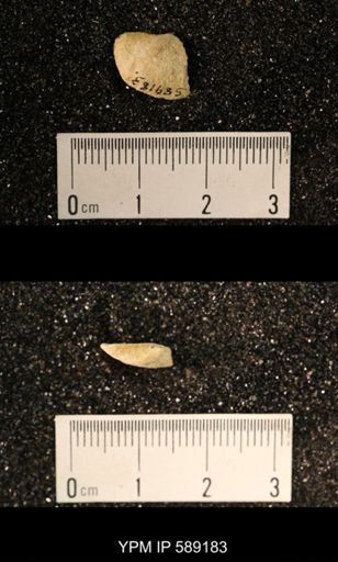 Sowerbyella sp.
