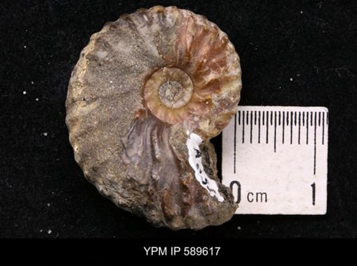 Jeletzkytes nebrascensis