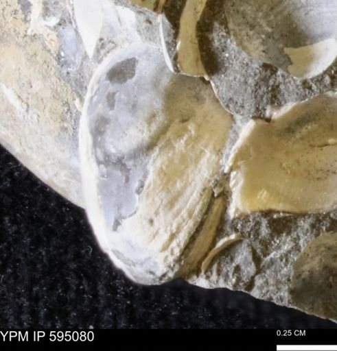Protocardia sp.