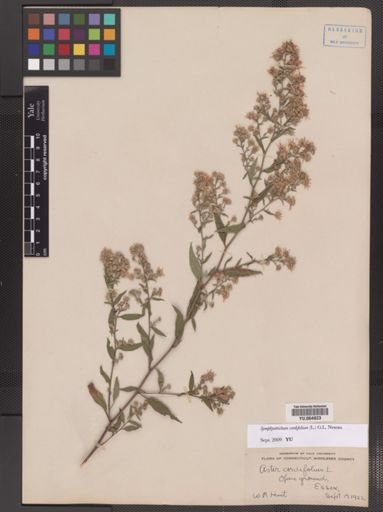 Symphyotrichum cordifolium