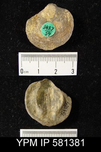 Atrypa sp.