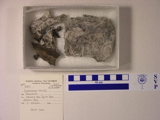 Dunkleosteus terrelli