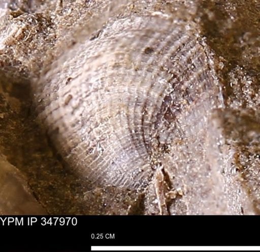 undet. Bivalvia