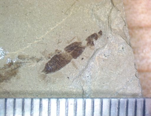 undet. Staphylinidae