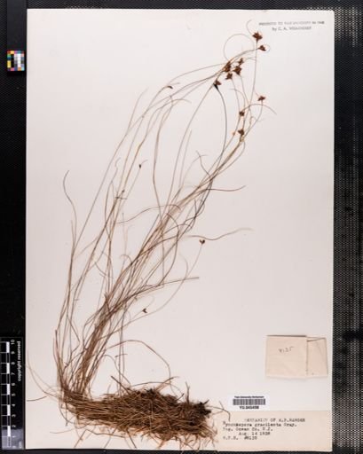 Rhynchospora gracilenta