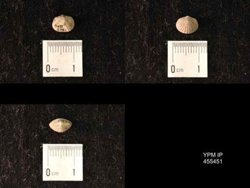 Platystrophia morrowensis