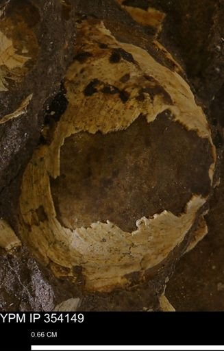 undet. Bivalvia