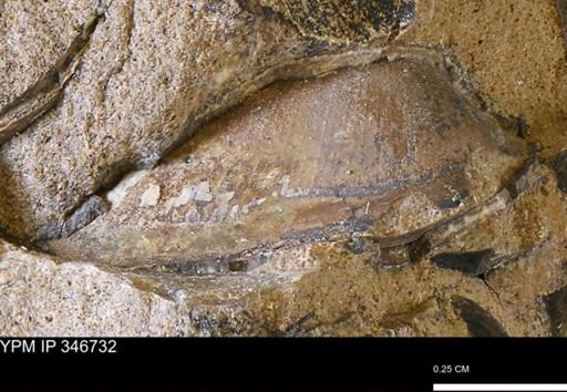 Parallelodon (Cosmetodon)?
