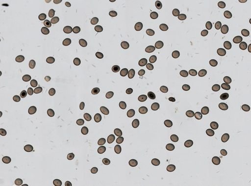 Geodia sp.