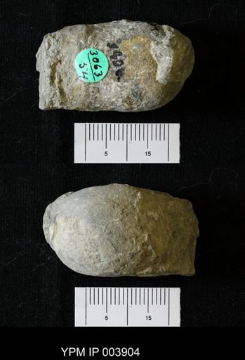 Billingsites newberryi