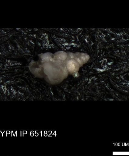 undet. Heterohelicidae