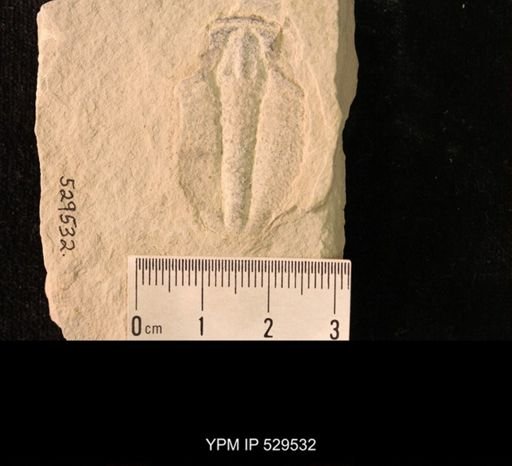Modocia laevinucha