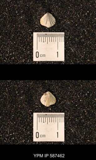 Camarotoechia whitei
