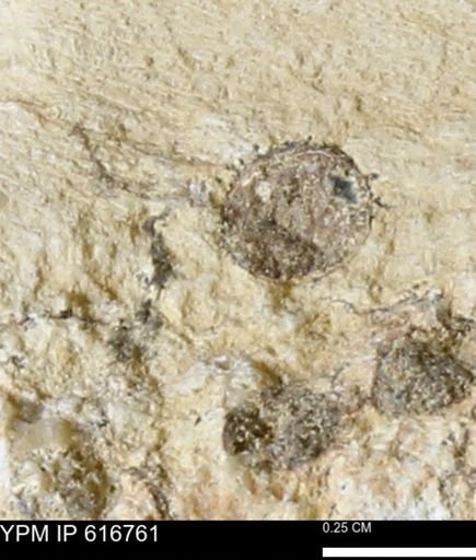 Teredo sp.