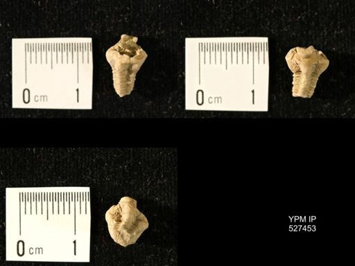 Iocrinus subcrassus