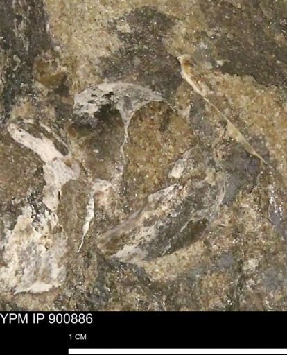 undet. Mollusca