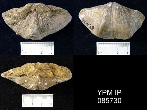 Neospirifer latus