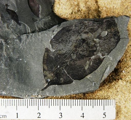 Angiospermopsida