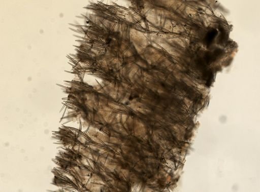 Clathria pennata