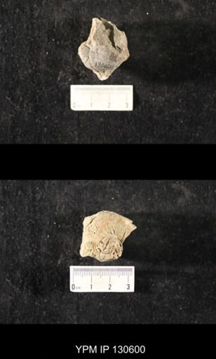 Platyostoma sp.