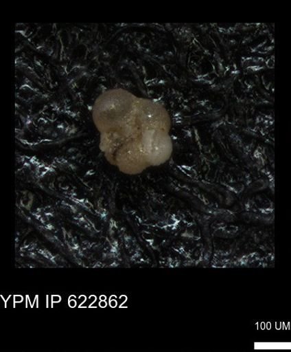 undet. Foraminiferida