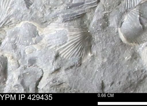 Devonochonetes scitulus