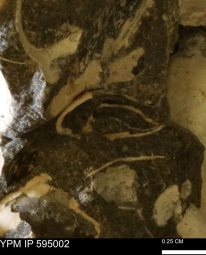 Protocardia sp.