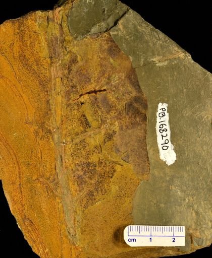 Aneurophyton