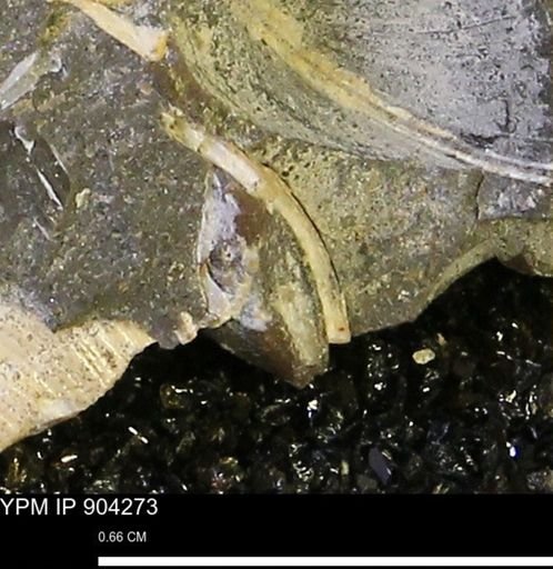 undet. Mollusca