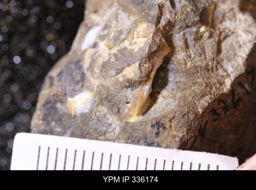 undet. Mollusca