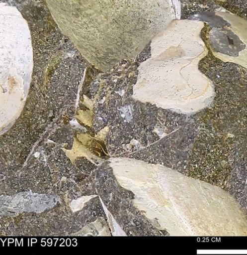 undet. Ammonoidea