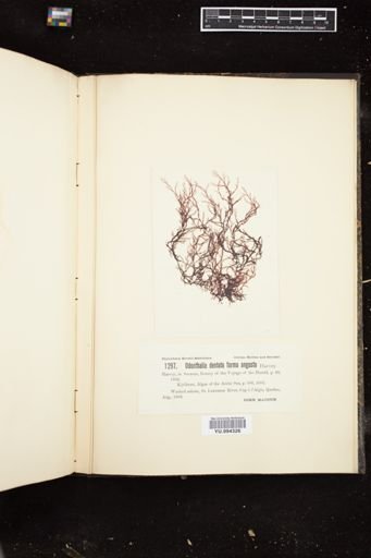 Odonthalia dentata