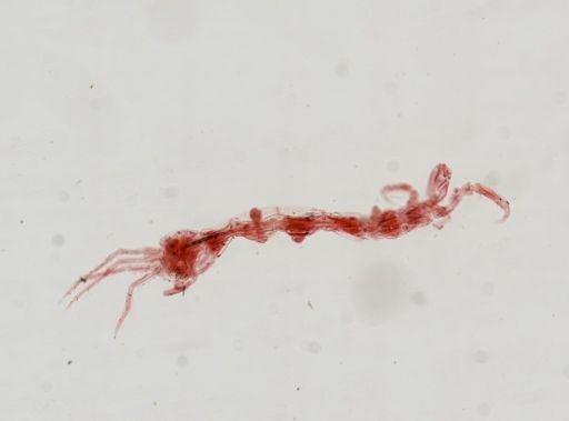 Caprella