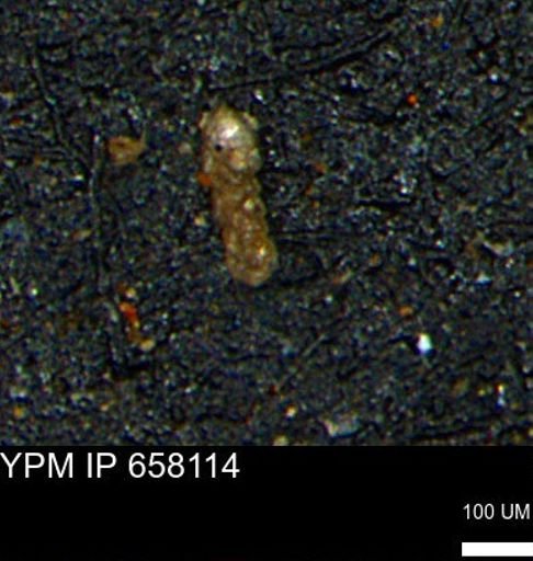 Ammobaculoides whitneyi