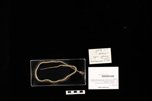 Thamnophis sirtalis