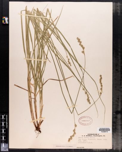 Carex