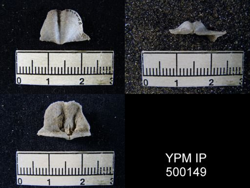 Chonetina flemingi