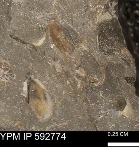 undet. Mollusca