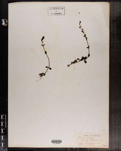 Plantae