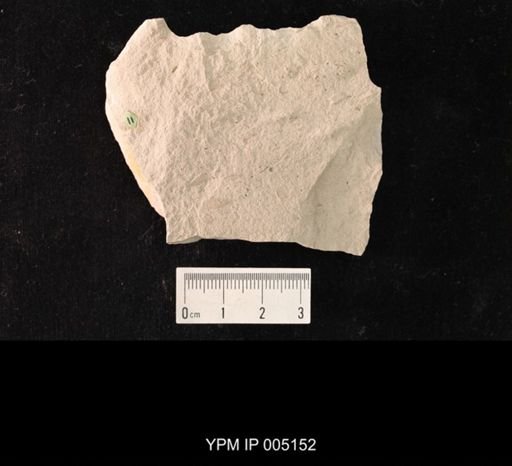 Lemmatophora typica