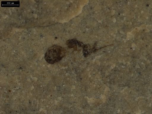 taxon undetermined