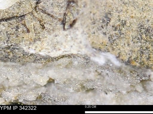 undet. Mollusca