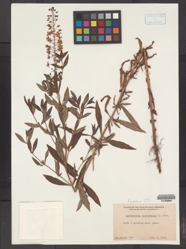 Plantae
