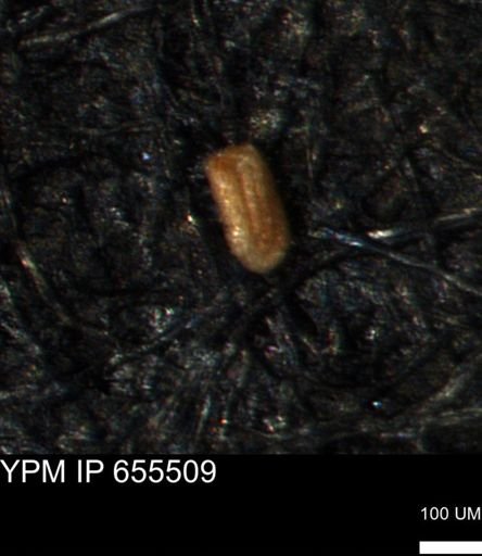 Miliammina ischnia