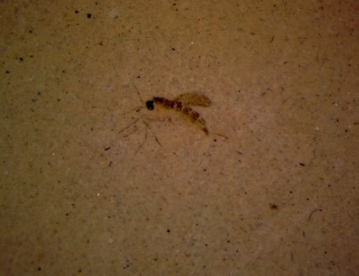 undet. Insecta