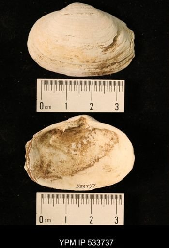 Mya arenaria